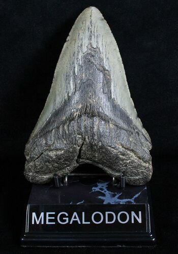 Monster Lower Megalodon Tooth - #3599